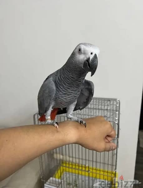 African Grey for sale. . WhatsApp me ‪ +14847189164‬ 0