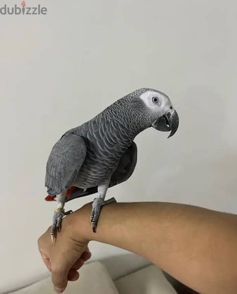 African Grey for sale. . WhatsApp me ‪ +14847189164‬ 1