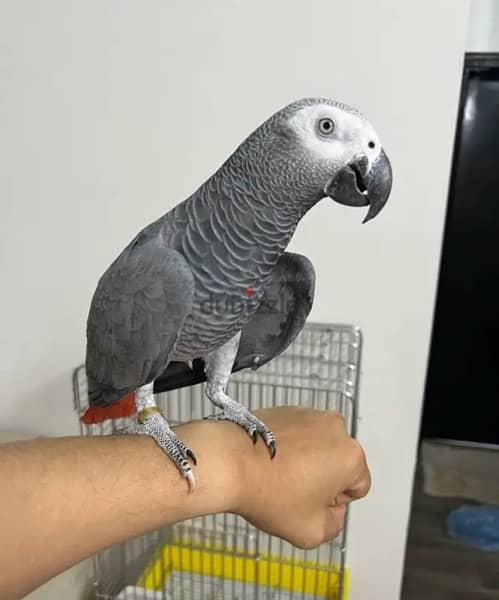 African Grey for sale. . WhatsApp me ‪ +14847189164‬ 2