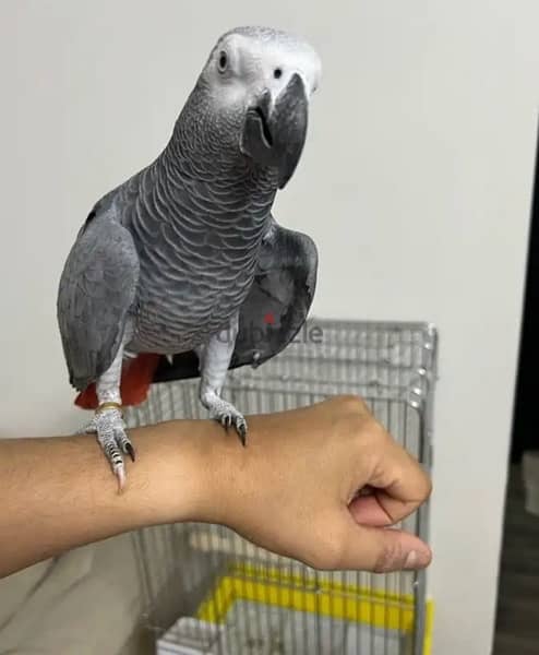 African Grey for sale. . WhatsApp me ‪ +14847189164‬ 3