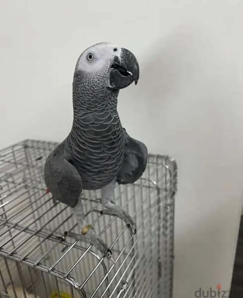 African Grey for sale. . WhatsApp me ‪ +14847189164‬ 4