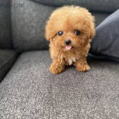 Mini Toy Poodle