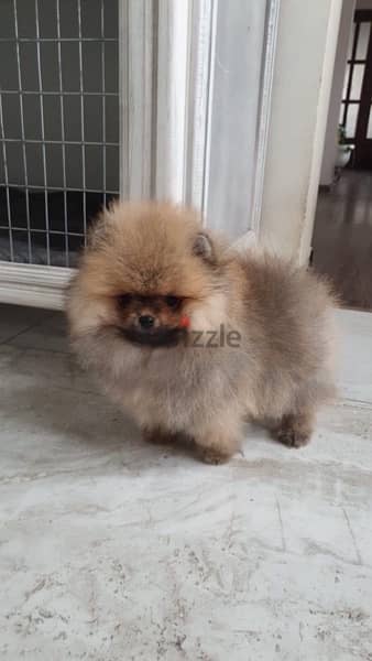 Pomeranian puppy for sale