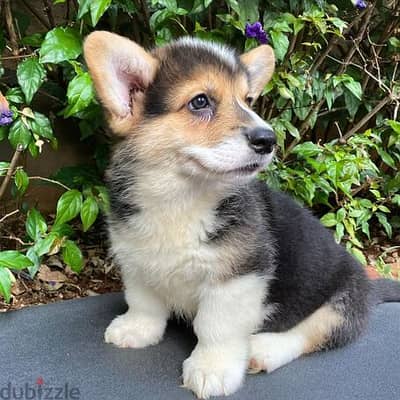 Pembroke Welsh Corgi puppies for sale