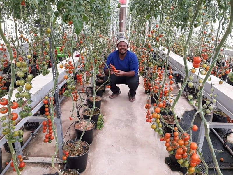 مهندس زراعي خبرة 11 سنة في مختلف انواع الخضروات والفاكهة 9