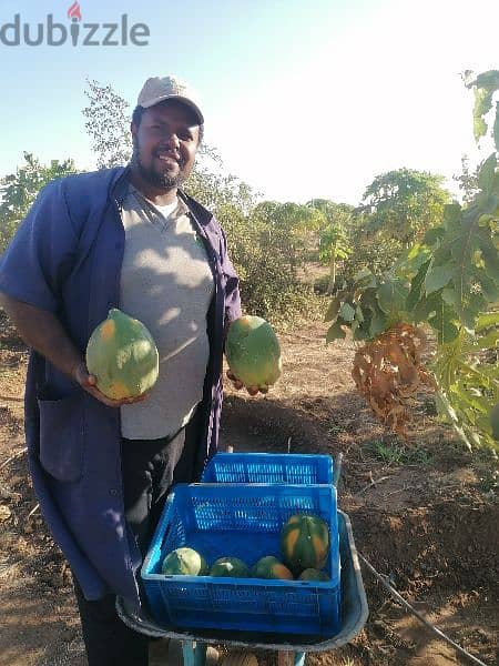 مهندس زراعي خبرة 11 سنة في مختلف انواع الخضروات والفاكهة 11
