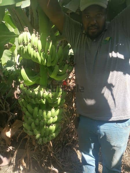 مهندس زراعي خبرة 11 سنة في مختلف انواع الخضروات والفاكهة 15