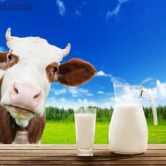 fresh cow milk full carem تازا بکر حلیب 0
