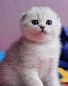 Adorable Scottish Fold Kitten 0