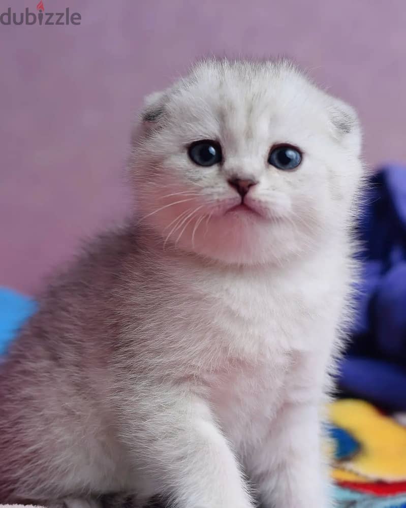 Adorable Scottish Fold Kitten 2