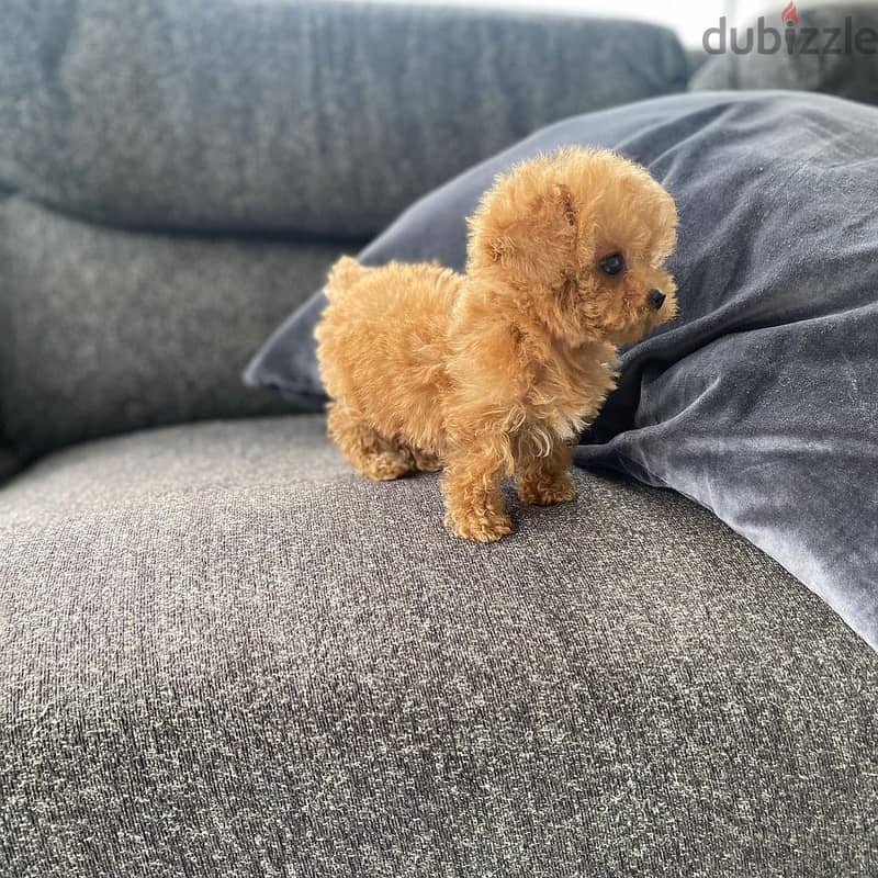Male Toy Poodle 1