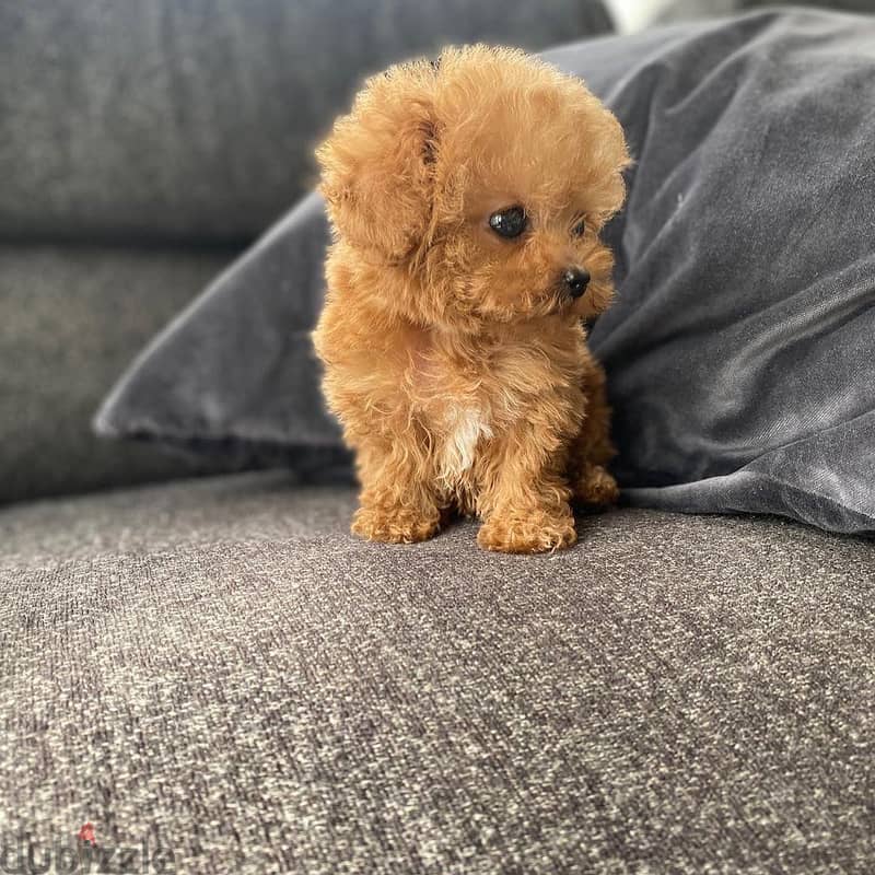 Male Toy Poodle 2