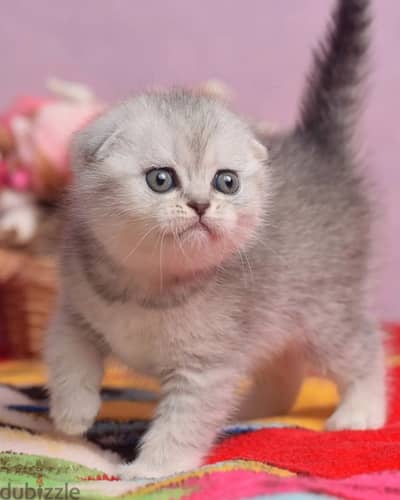 Scottish Fold Kitten