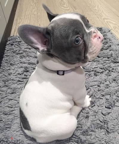 French Bull Dog