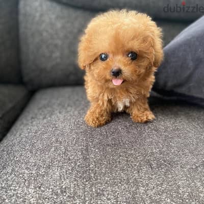 Teacup Poodle Puppy