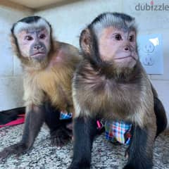 Capuchin Monkey Available 0