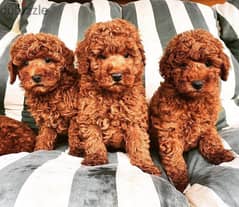 Poodles puppies Available