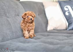 Home Trained Poodle Puppy