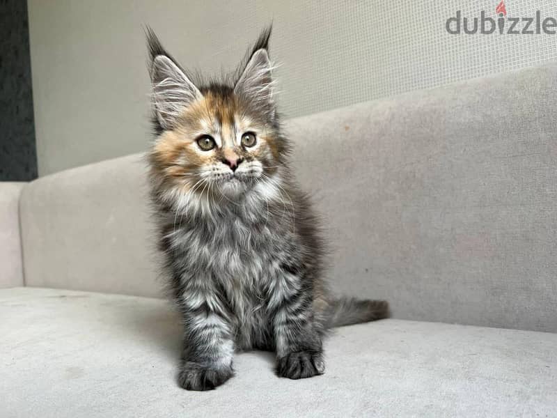 Maine Coon kittens Available 0
