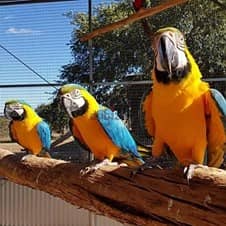 Macaw Parrots Available 0