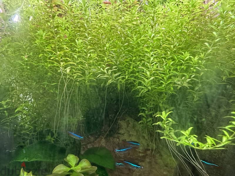 Aquarium Live Plants 10