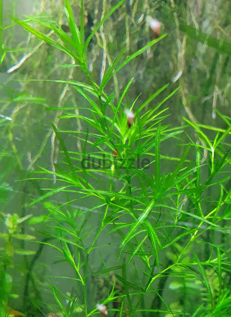 Aquarium Live Plants 8