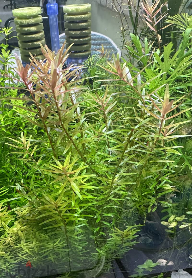 Aquarium Live Plants 9