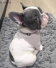 French Bull Dog for Free 0