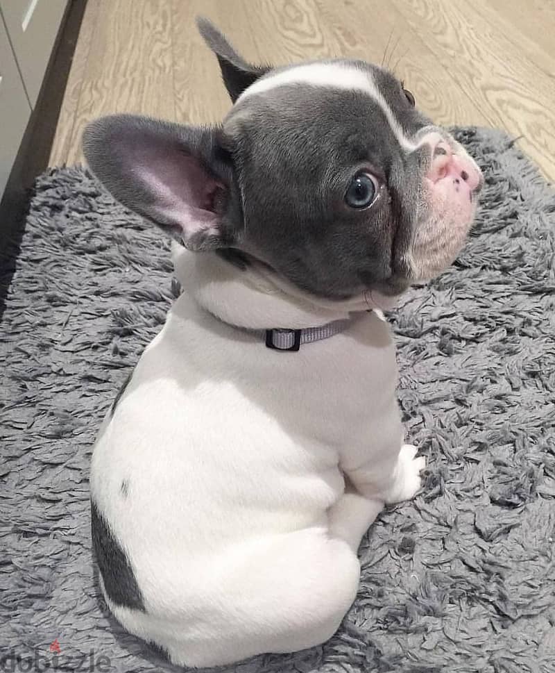 French Bull Dog for Free 1