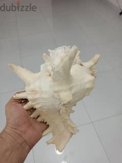 Original Natural Conch from India