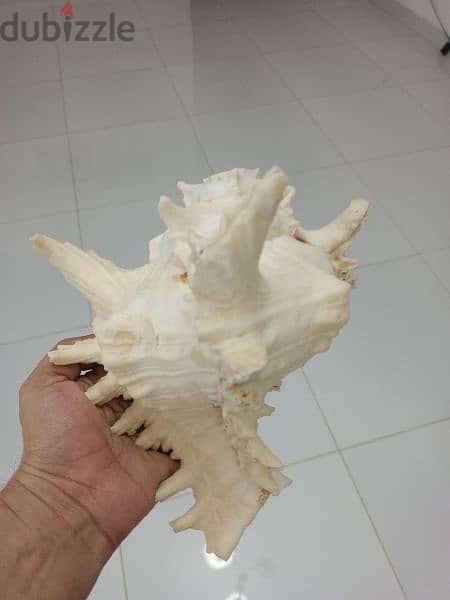 Original Natural Conch from India 0