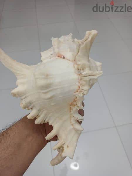 Original Natural Conch from India 1