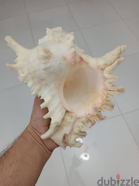Original Natural Conch from India 2