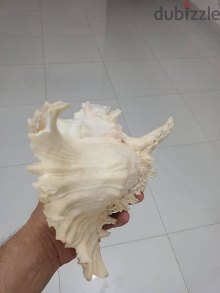 Original Natural Conch from India 3