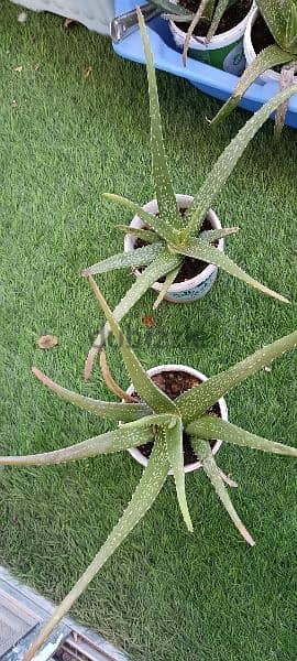 alovera plant 4