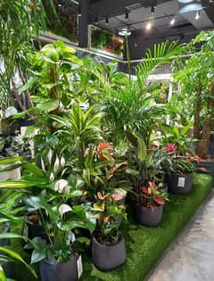 indoor plants