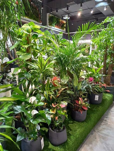 indoor plants 0