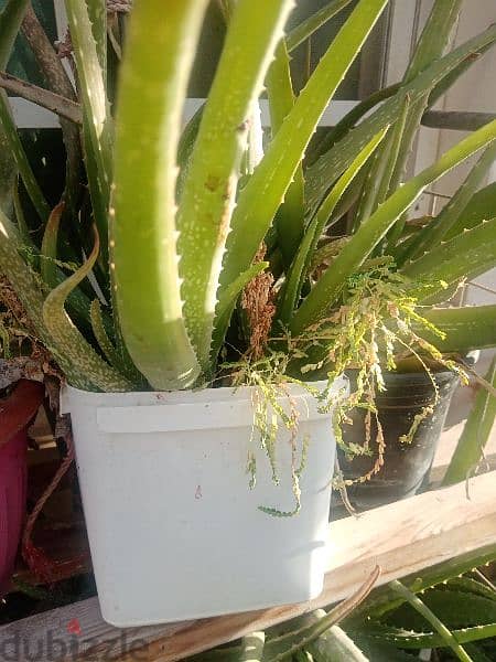 Aloe Vera plants 0