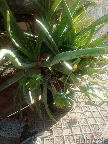 Aloe Vera plants 2