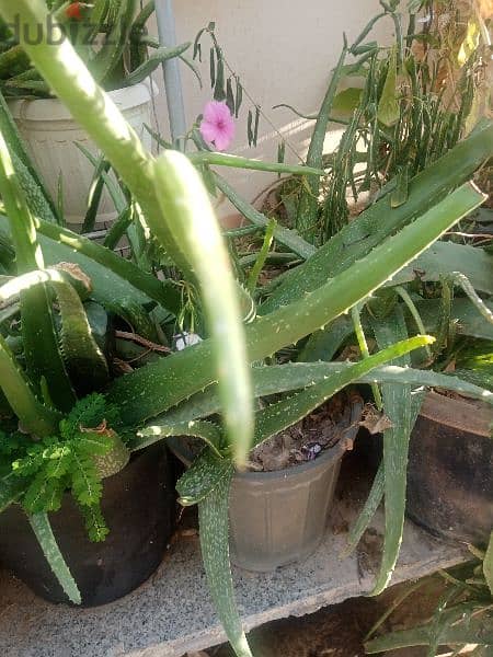Aloe Vera plants 3