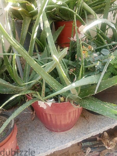 Aloe Vera plants 4