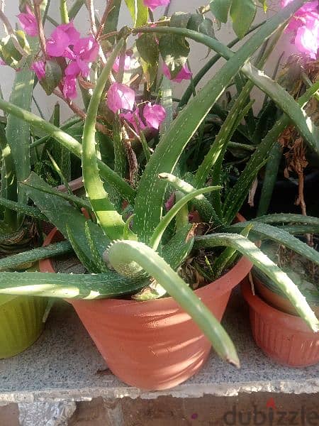 Aloe Vera plants 5