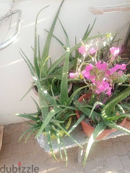 Aloe Vera plants 6