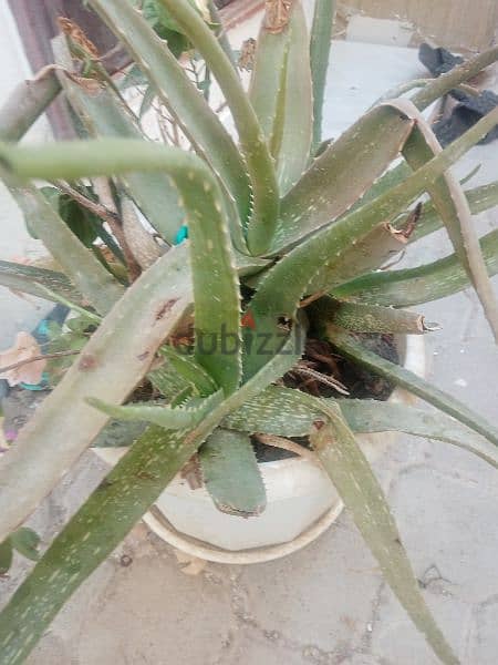 Aloe Vera plants 7