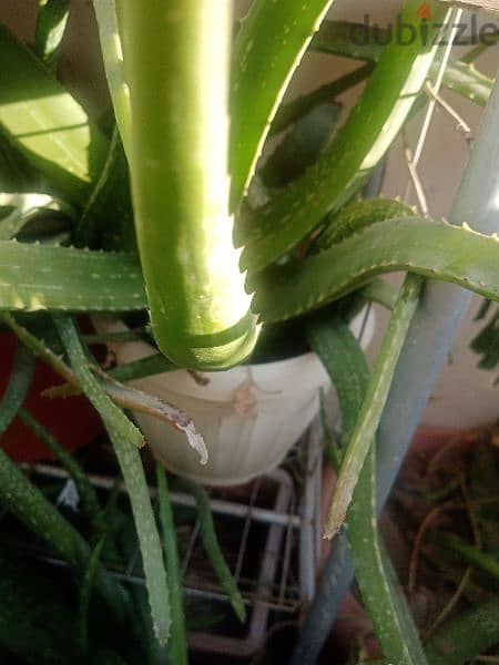 Aloe Vera plants 8