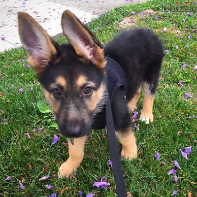 AKC German Shepherd puppies for sale.