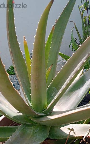 Aloe