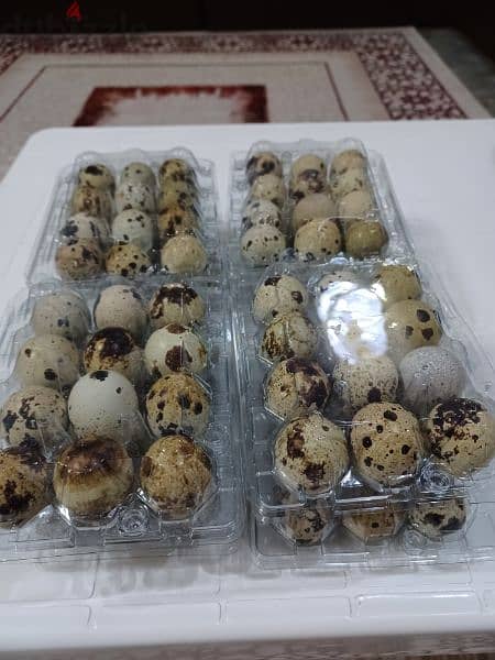 fresh quail eggs 1