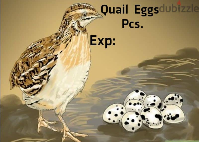 fresh quail eggs 2