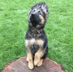Male German Shepherd puppy 0
